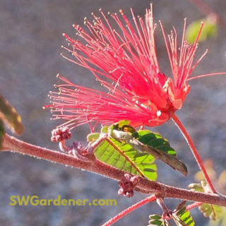close up of baja fairy duster flower