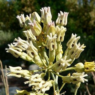 close up of desert milkweed flower