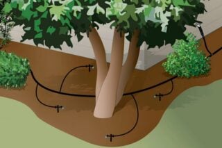 watering a tree with an irrigation system
