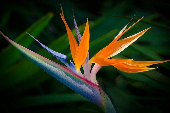 close up of bird of paradise flower