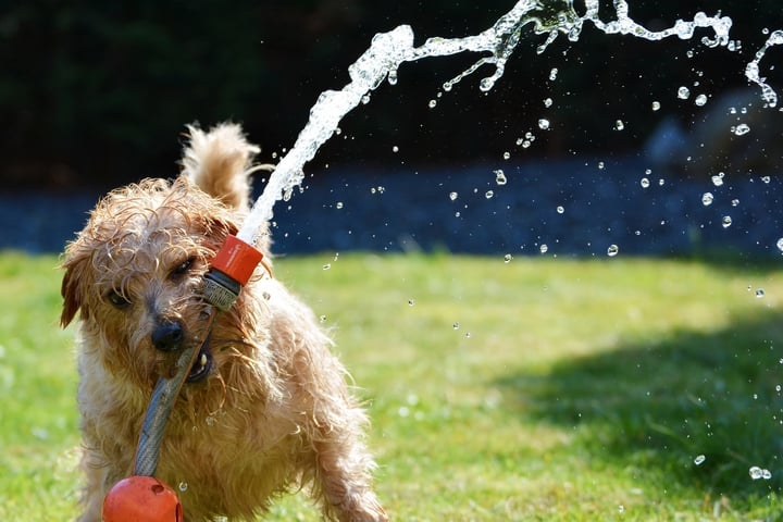 dog biting garden hose