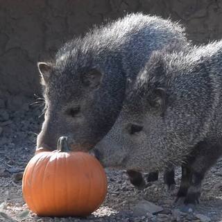 javelinas eating a pumpkin