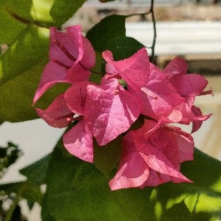 pink bougainvillea bracts