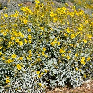 brittlebush