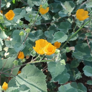 indian mallow