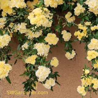 lady banks rose cascading over stucco wall
