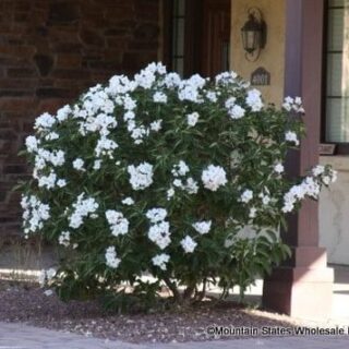 Little Leaf Cordia: Airy, Informal Desert Native | Southwest Gardener