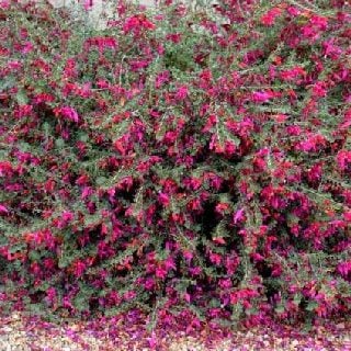 valentine emu bush