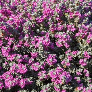 texas sage covered with purple flowers