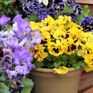 colorful mix of pansies in a pot