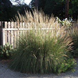 big muhly