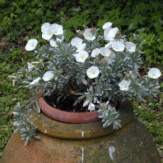 bush morning glory in a container