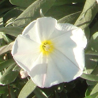 close up of bush morning glory flower