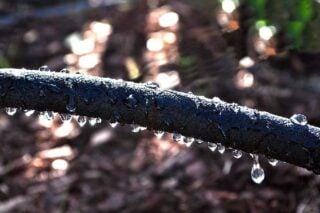 soaker hose dripping water