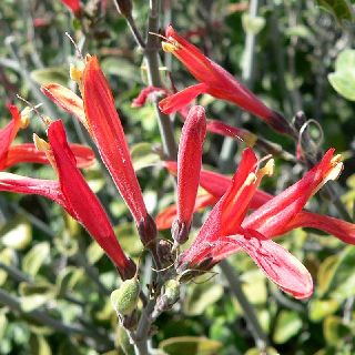 chuparosa-flowers-sm close up of red chuparosa flowers