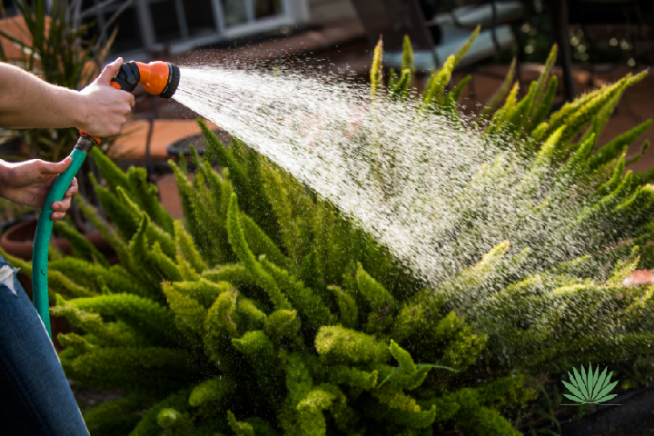 man watering plants with a hose