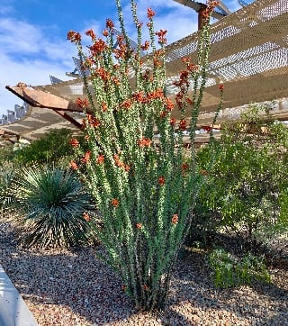 ocotillo-sm flowering ocotillo plant in a garden