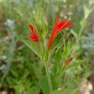 red-justicia red justicia flowers