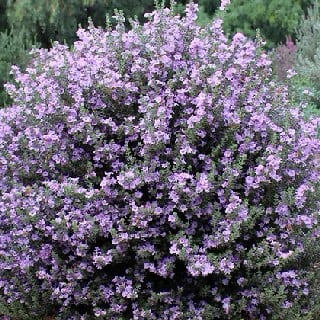little lynn texas ranger in bloom