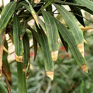 leaf scorch on oleander leaves