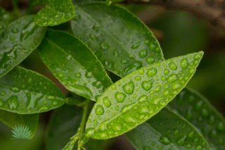 rain drops on green leaves