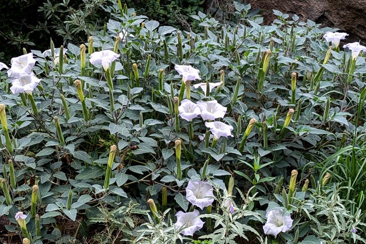 sacred datura