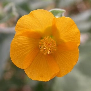 close up of superstition mallow flower