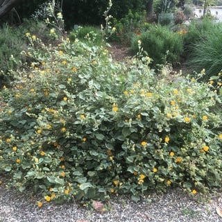 superstition mallow shrub