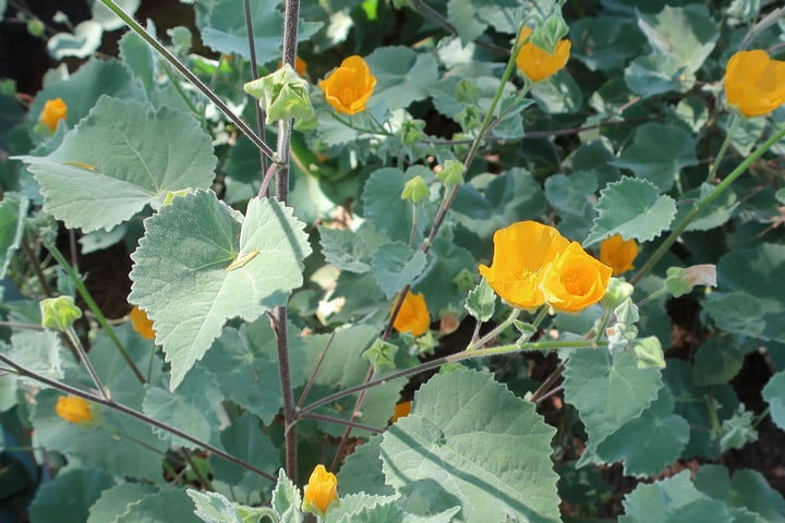 superstition mallow leaves and flowers