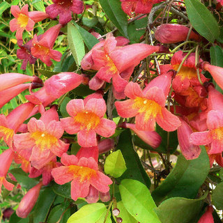 close up of tangerine crossvine flowers