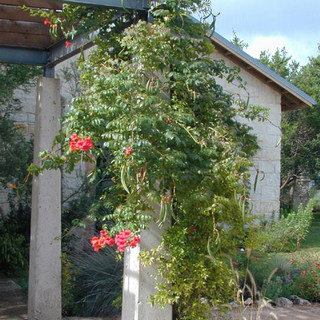 trumpet vine climbing a pole