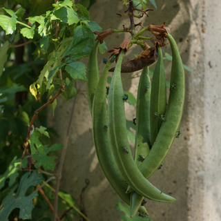 trumpet vine seed pods
