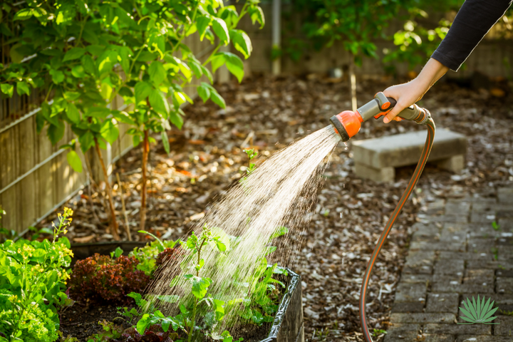 watering raised bed with a garden hose