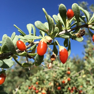wolfberry fruits