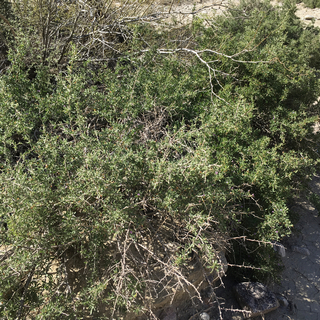 wolfberry shrub