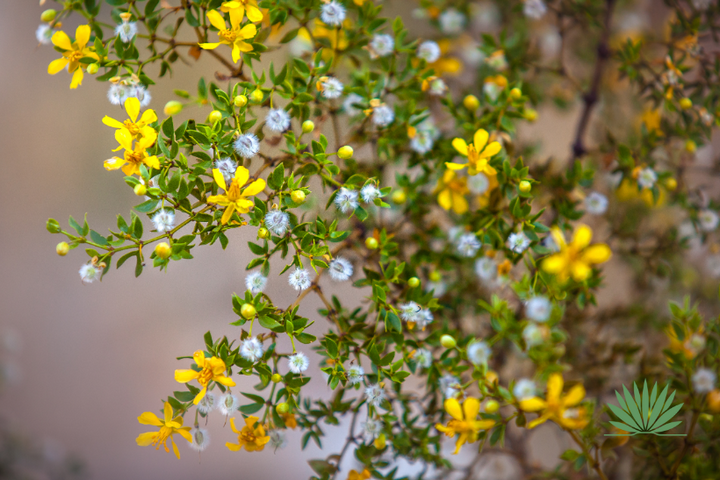 creosote1 creosote flowers and seeds