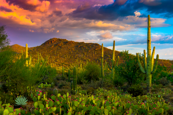desert-sky colorful sky over saguaro studded hill