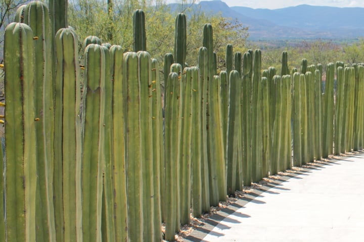 row of fence post cactus lining a path
