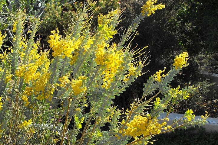 yellow flowers of knife leaf acacia