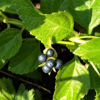 lantana-berries dark blue lantana berries