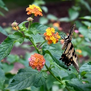 lantana-butterfly lantana flower with butterfly