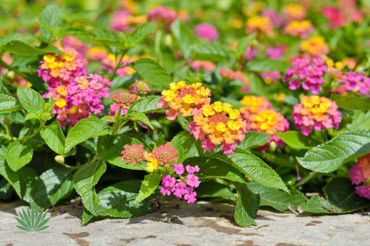 lantana1 colorful lantana flowers