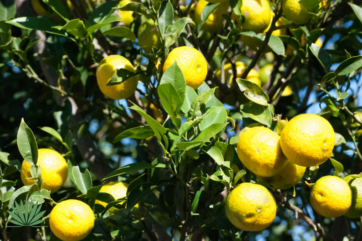 lemons on a tree