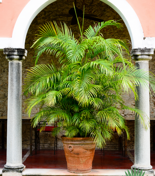 large palm tree in container
