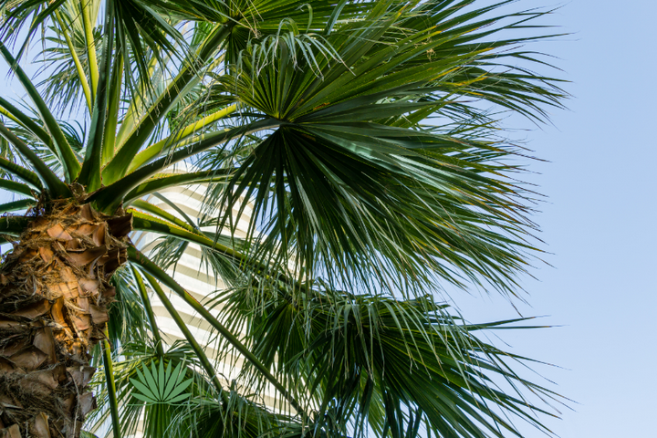 palm tree fronds against blue sky