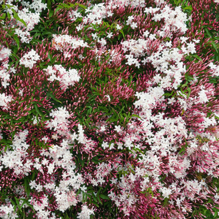 pink jasmine buds and flowers