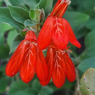 red-justicia-flower
