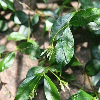 star-jasmine-leaves star jasmine green leaves