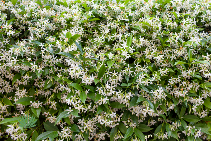 star jasmine vine covered with white flowers