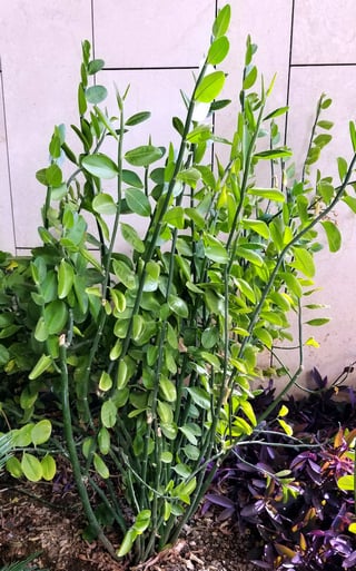 tall slipper plant